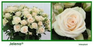 ROSE BR. JELENA 40